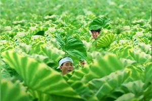 喜剧电影《菊次郎的夏天》恐怖惊悚电影影视解说自媒体素材文案/片源下载